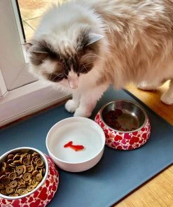 HausOfRex Fish Pet Bowl Looking Playing Loving