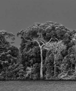 HausOfRex Reading Amazonia: Sebastiao Salgado 8 HausOfRex Reading Amazonia: Sebastiao Salgado