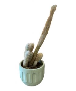 HausOfRex Living Outdoor Flowerpot