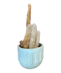 HausOfRex Living Outdoor Flowerpot