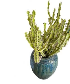 HausOfRex Living Terracotta Vessel W/ Cactus