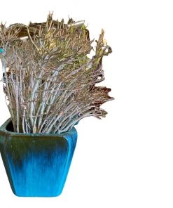 HausOfRex Terracotta Vessel W/ Plant Living