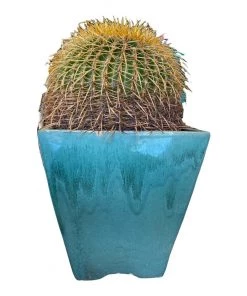 HausOfRex Terracotta Vessel W/ Plant