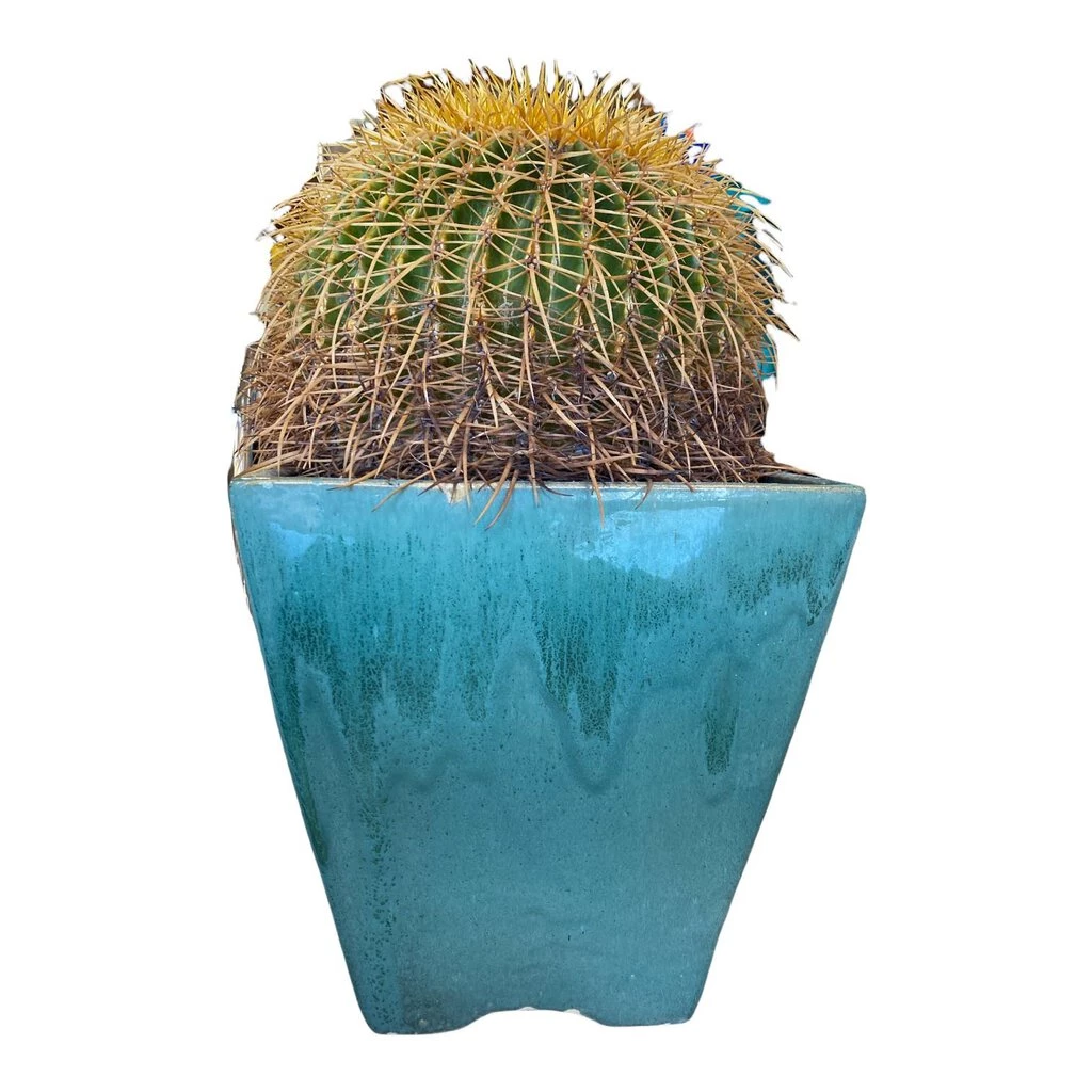 HausOfRex Terracotta Vessel W/ Plant 1 HausOfRex Terracotta Vessel W/ Plant