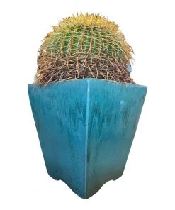 HausOfRex Terracotta Vessel W/ Plant