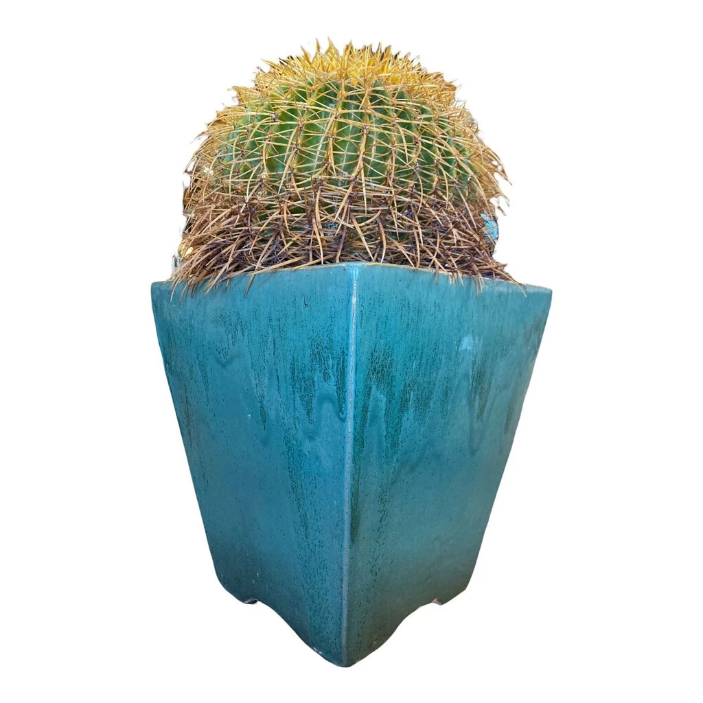 HausOfRex Terracotta Vessel W/ Plant 2 HausOfRex Terracotta Vessel W/ Plant